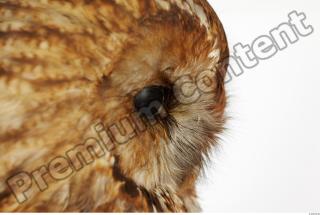 Tawny owl - Strix aluco 0036